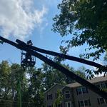 Backwoods Tree Service - photo 2