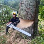 Backwoods Tree Service - photo 4
