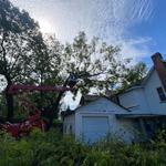 Backwoods Tree Service - photo 5