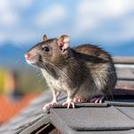 Pest Control Paris - photo 1