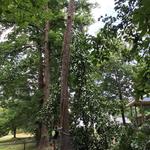 Harpers Tree Service - photo 3