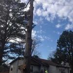 Harpers Tree Service - photo 5