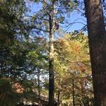 Harpers Tree Service - photo 6