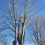 Harpers Tree Service - photo 9