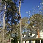 Harpers Tree Service - photo 10