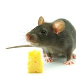 Kind Pest Control - photo 2