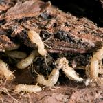 Kind Pest Control - photo 3