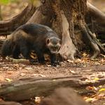 Wildlife Raleigh - photo 1