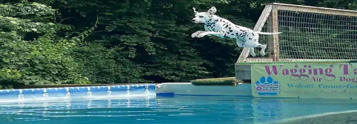 Wagging Tails Animal Daycare cover photo