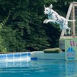 Wagging Tails Animal Daycare - photo 1