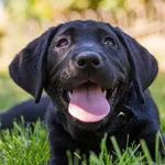 Wagging Tails Animal Daycare - photo 2