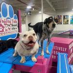 Wagging Tails Animal Daycare - photo 4