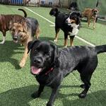 Wagging Tails Animal Daycare - photo 5