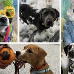 Wagging Tails Animal Daycare - photo 6