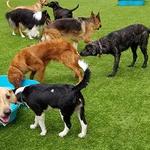 Wagging Tails Animal Daycare - photo 7