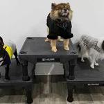 Wagging Tails Animal Daycare - photo 8