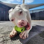 Beyond Pets Animal Hospital - photo 3