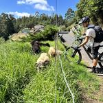 lokolokomadeira - photo 1