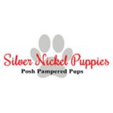 Silver Nickel Puppies - Pet Stores in Englewood