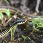 Wildlife Dayton - photo 2