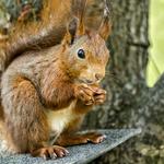 Wildlife Dayton - photo 3