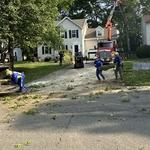 Empire Tree Services - photo 4