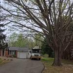 Empire Tree Services - photo 7