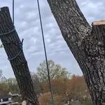 Empire Tree Services - photo 8