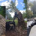 Empire Tree Services - photo 10