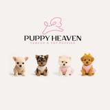 Puppy Heaven - Teacup & Toy Puppies - Pet Stores in Sunrise