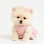 Puppy Heaven - Teacup & Toy Puppies - photo 5