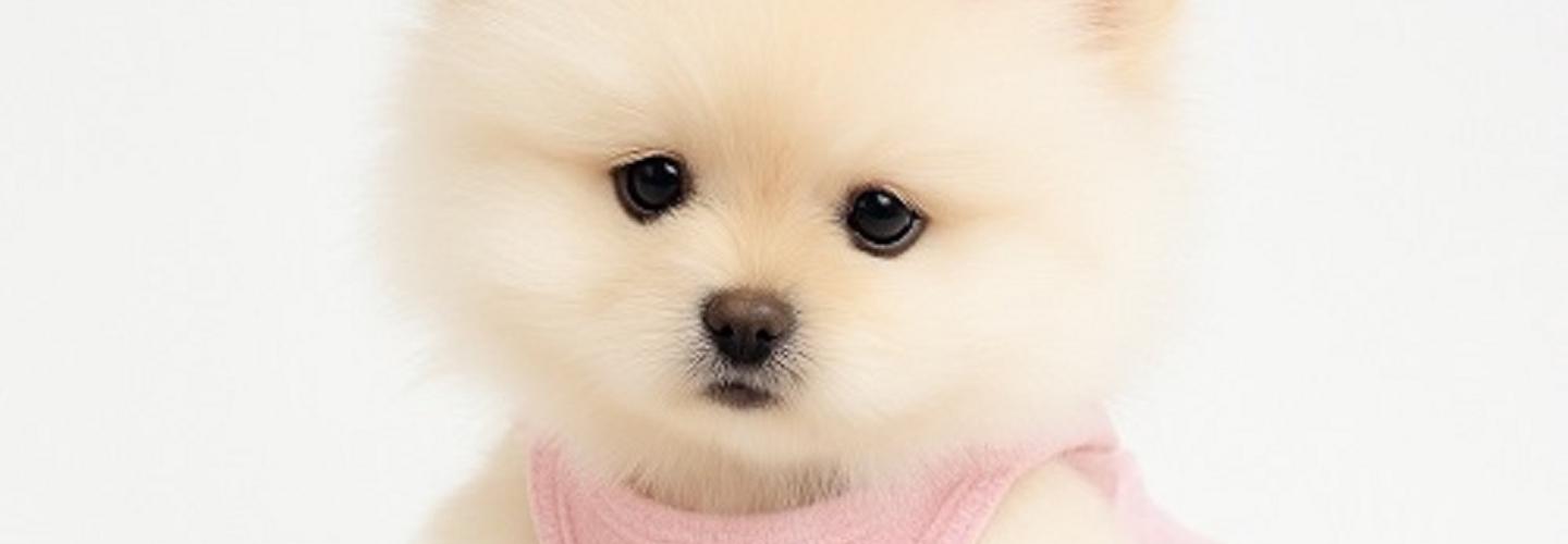 Puppy Heaven - Teacup & Toy Puppies cover photo