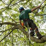 Eden Tree Specialists Ltd - photo 1