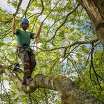 Eden Tree Specialists Ltd - photo 2