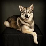 John Jenkins Photography - photo 3