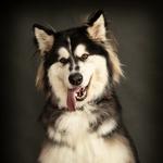 John Jenkins Photography - photo 7