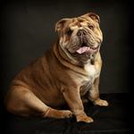John Jenkins Photography - photo 9