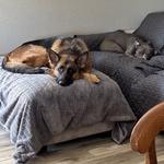 On Command K9 Academy - photo 1