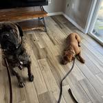 On Command K9 Academy - photo 2