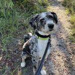 On Command K9 Academy - photo 4