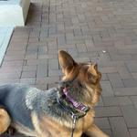 On Command K9 Academy - photo 5