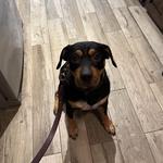 On Command K9 Academy - photo 7