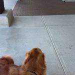 On Command K9 Academy - photo 8