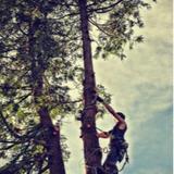 Rosas Tree Service of Martinez - Tree Services in Martinez