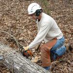 Clean Cut Tree Services - photo 3