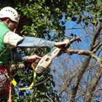Clean Cut Tree Services - photo 4