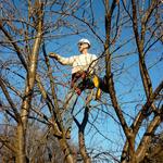 Clean Cut Tree Services - photo 5