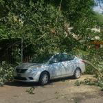 Clean Cut Tree Services - photo 6