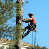 Rosas Tree Service of Vallejo - Tree Services in Vallejo
