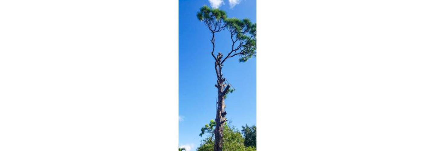 Paul Stetson Tree Service and Pressure Cleaning cover photo